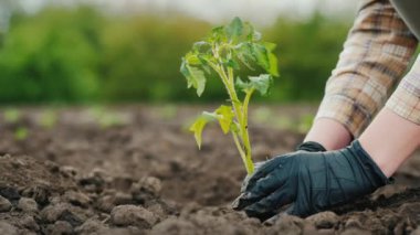 Çiftçi toprağa domates tohumu koyar. Çerçevede sadece eller görünür.