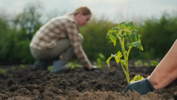 Two farmers plant tomato seedlings in a field — Stock Video