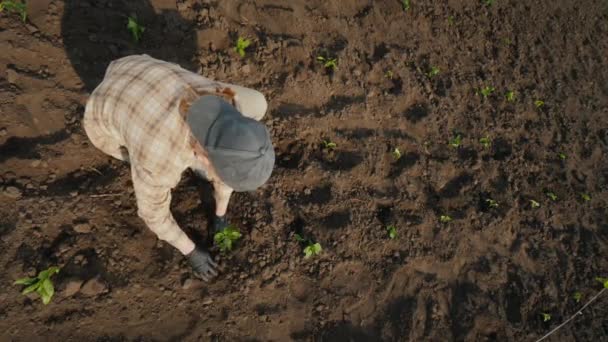 Vue d'en haut : Fermier plantant des semis de tomate sur le terrain. — Video