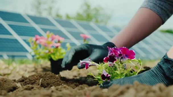 Människan växter blommor i jord, solpaneler i bakgrunden — Stockvideo