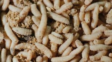 Bir sürü canlı kurtçuğa yakın çekim. Balık tutmak için iyi bir yem.