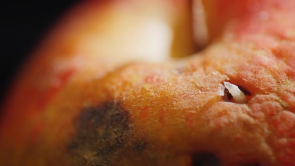 Close-up van de worm komt uit de appel — Stockvideo