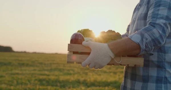 Rolnik niesie pudełko świeżych warzyw ze swojego pola o zachodzie słońca. — Zdjęcie stockowe