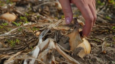 Çiftçiler topraktan ampul topluyor.