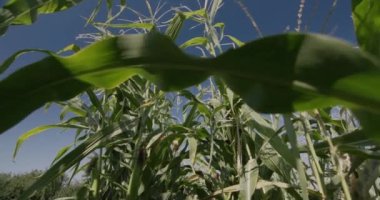 Mavi gökyüzüne karşı tarlada yüksek perdeli mısır sapları. Düşük açılı çekim