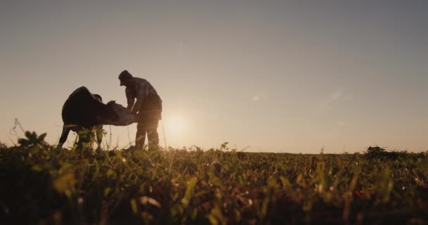 農家は牧草地で牛を検査する。ホームファーム — ストック動画