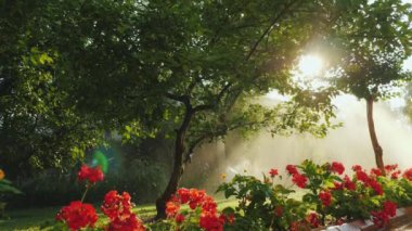 Sabah güneşi bahçeyi ağaçlar ve çiçeklerle aydınlatıyor.