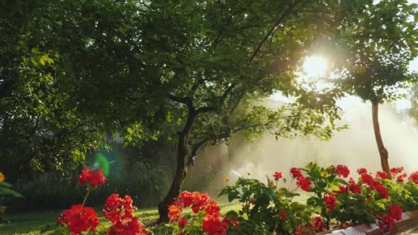 Poranne słońce oświetla ogród drzewami i kwiatami — Wideo stockowe
