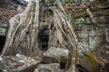 Kamboçya 'daki Angkor Wat kompleksinin antik tapınağının girişindeki dev ağacın kökleri.