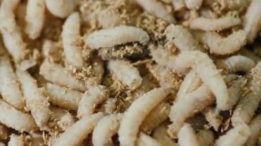 Bir sürü iğrenç kurtçuk birbirinin üstünde sürünüyor.