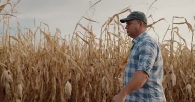 Olgun erkek çiftçi mısır tarlaları boyunca yol boyunca yürür.