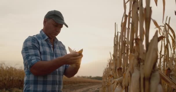 Agricultor de meia-idade detém espiga de milho, trabalha no campo — Vídeo de Stock