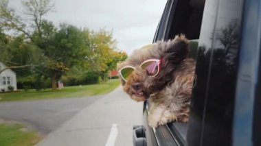 Gözlüklü köpek arabadan dışarı bakar, tipik bir Amerikan kasabasına gider.