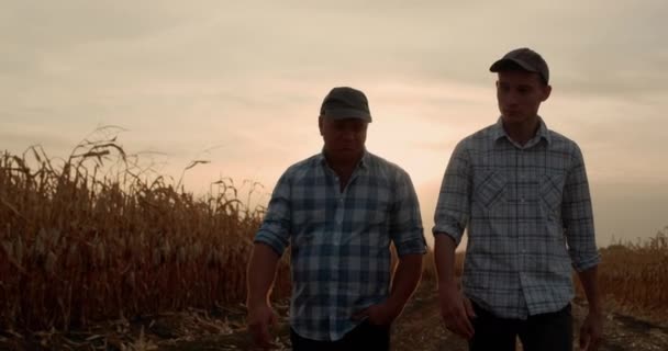 Starszy i młody rolnik spaceruje wzdłuż drogi wśród pól kukurydzy — Wideo stockowe