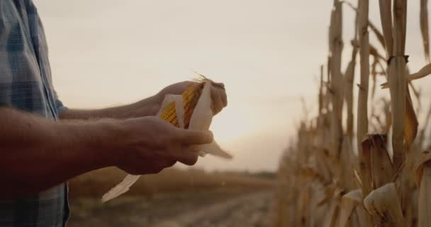 Las manos de los agricultores sostienen mazorca de maíz, trabajan en el campo — Vídeo de stock