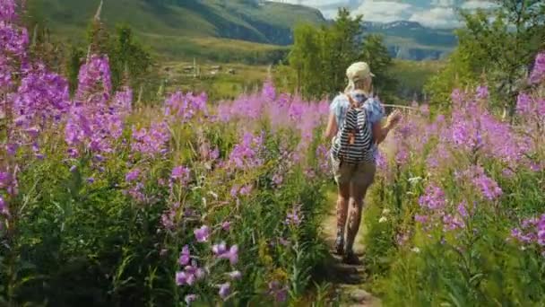Een actieve vrouw wandelt door een prachtige vallei tussen bloeiende bloemen tegen de achtergrond van bergen en lucht. Lente in Noorwegen, een reis naar Scandinavië — Stockvideo