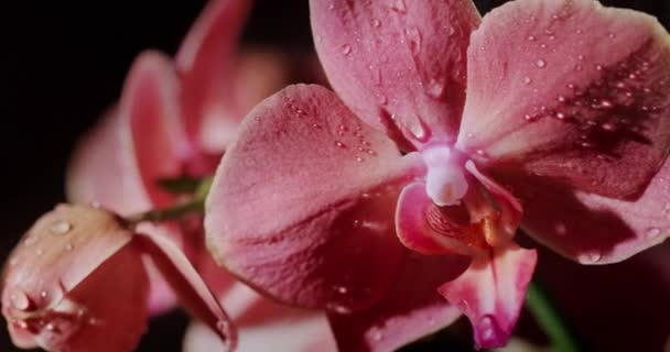 Regendruppels vallen op de bloem van de orchidee. De schoonheid van de natuur — Stockvideo