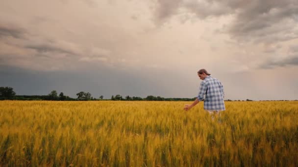Fırtınalı bir gökyüzünün arka planında bir çiftçi figürü. Buğday filizleri üzerine çalışıyorum. — Stok video