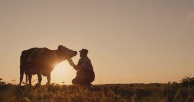 İneğin yanında bir çiftçinin silueti. Gün batımında tarlada.