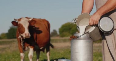 Ev yapımı bir çiftlikten süt - bir adam ineklerinin yanındaki bir tarlaya süt döker.