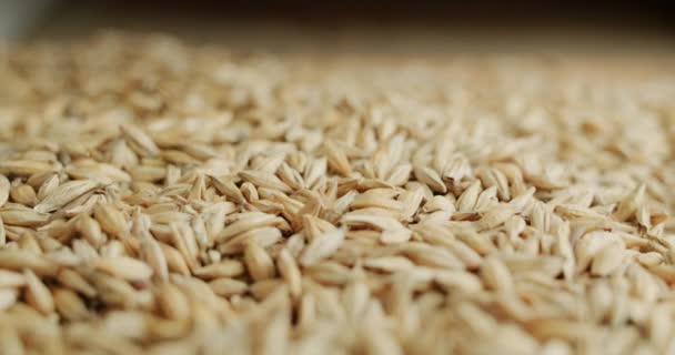 大麦の穀物-原料木の醸造。フィールドの深さが低いビデオ。スライダーショット — ストック動画