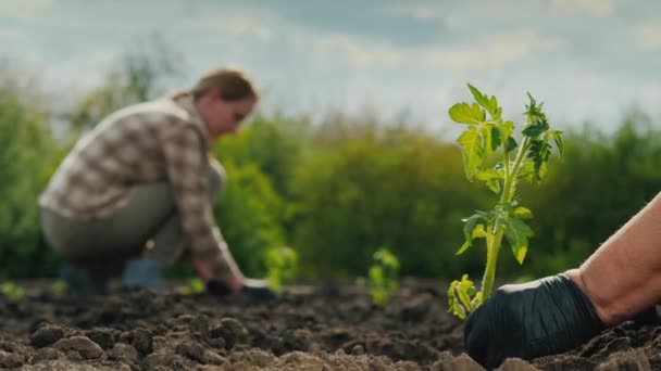 Boeren planten tomaten op het bed — Stockvideo