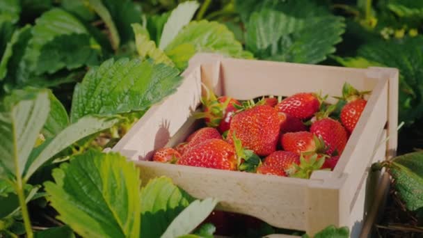 Farmers hand puts a large strawberry berry in a box — Stock Video