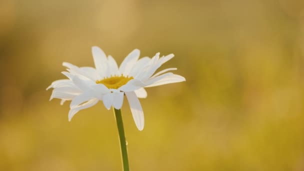 Daisy cresce nel campo, fiore in primo piano con sfondo sfocato — Video Stock