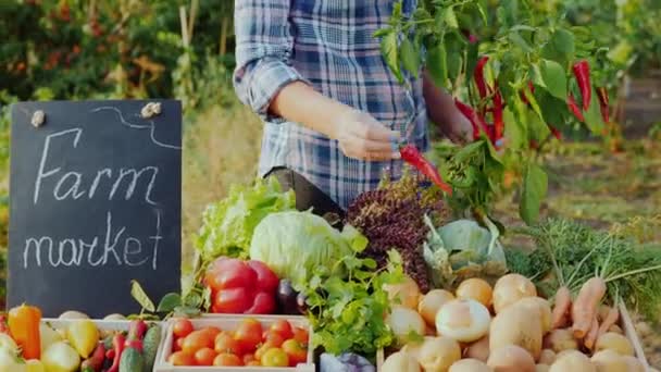 O vendedor no mercado de agricultores rasga o pimentão fresco de um ramo e põe-no no balcão. Produtos hortícolas agrícolas — Vídeo de Stock