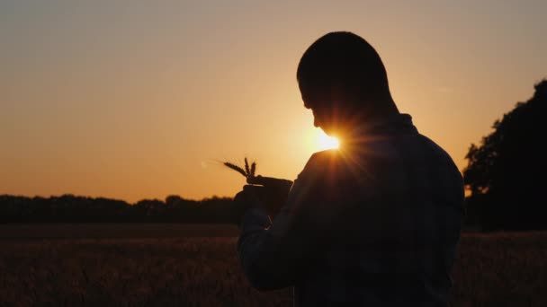 Een mannelijke boer van middelbare leeftijd staat in een veld, kijkend naar de pieken van tarwe in zijn handen. Silhouet bij zonsondergang — Stockvideo