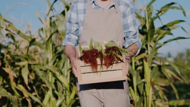 Landmand med en kasse majs, går til kameraet, bag en mark med grønne majs – Stock-video