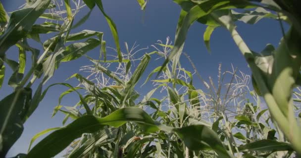 High corn stalks against the blue sky. Low angle 4k video — Vídeos de Stock