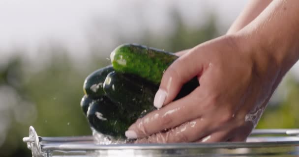 Hands hold a few cucumbers washed in a bucket. Slow motion video — Vídeo de Stock