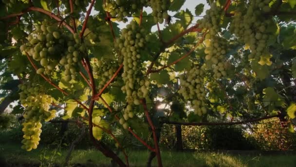 Slider video: Vineyard with ripe bunches of grapes in the rays of the setting sun. — 图库视频影像