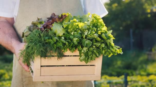 Férfi mezőgazdasági termelő tart fadoboz saláta levelek és gyógynövények — Stock videók
