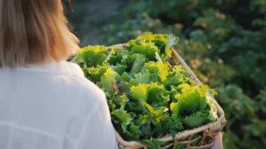 Manzara: Çiftçi bir sepet bitki ve salata taşıyor, tarlada yürüyor. 4k video