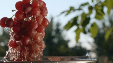 Bir kadın, bir kova sudan olgun bir demet üzüm çıkarır ve içine su damlaları damlatır. Yavaş çekim videosu