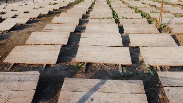 Šnečí farma - dřevěné baldachýny stojí na poli, aby chránily před sluncem a teplem — Stock video