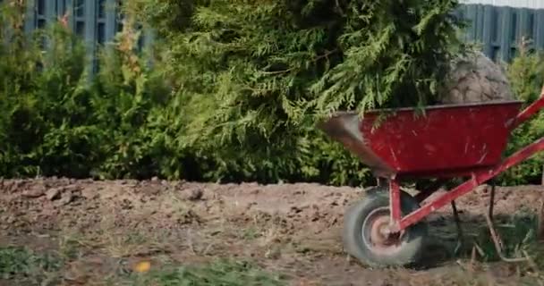 Un hombre rueda un carro con árboles de tui. Plantación de árboles para setos — Vídeos de Stock