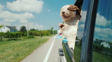 İki komik köpek bir binici arabasının camından dışarı bakıyor. İsveç bayrağı da onlarla.