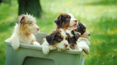 Yüzdükten sonra birkaç köpek yavrusu sepetten dışarı bakar.