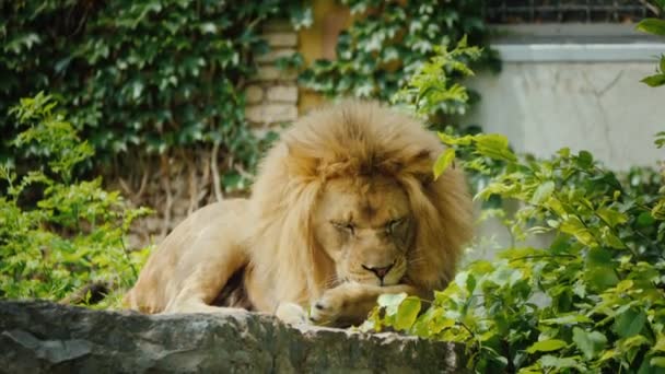 Король зверей лев осторожно умывает лапу — стоковое видео