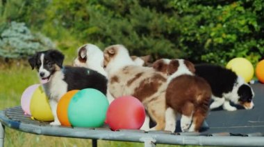 Komik köpek yavruları trambolinde balonlarla oynuyorlar. Hayvan Partisi