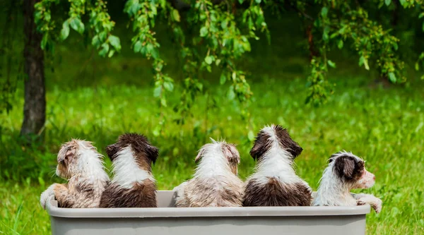 Bir sepetin içinde oturan bir grup ıslak köpek yavrusunun arka görüntüsü.