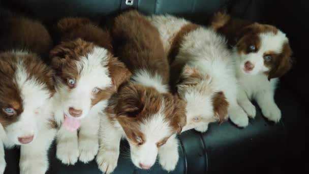 Top uitzicht op Grappige puppies passagiers auto 's reizen in de buurt — Stockvideo