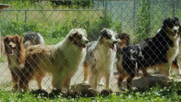 Σκύλοι από πίσω από ένα δίχτυ — Αρχείο Βίντεο