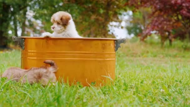 Er spelen grappige puppy 's. — Stockvideo