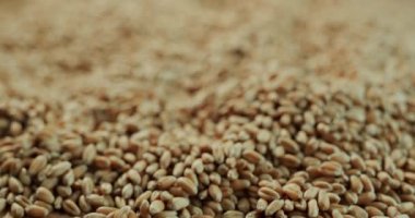 Ekmek için ana bileşen, buğday taneleri. 4k kaydırma atışı