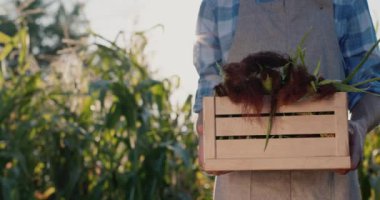 Bir çiftçinin elinde mısırla dolu tahta bir kutu.