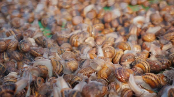 Snails in a tray on the farm. Growing snails for gastronomy — Stock Video
